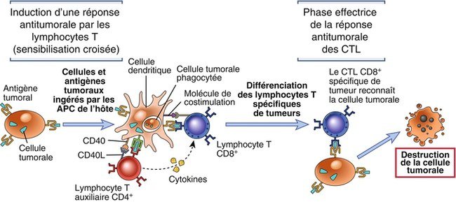 Origine des lymphocytes TCD8 cytotoxiques au cours de la réactionimmunitaire antitumorale