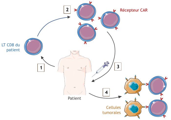 Principales étapes de l’immunothérapie au niveau cellulaire