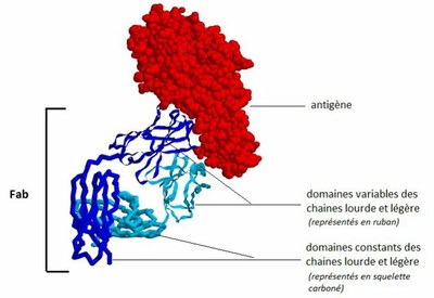 Propriétés d'un anticorps