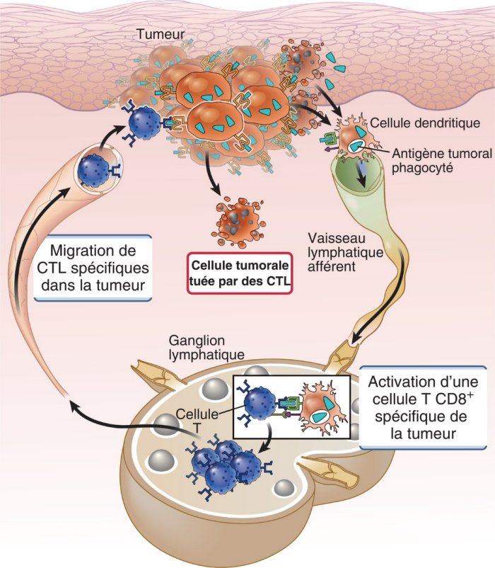 Réaction immunitaire antitumorale