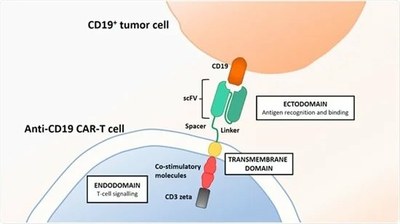 Reconnaissance d’une cellule tumorale de la LAL par une cellule CAR anti CD19