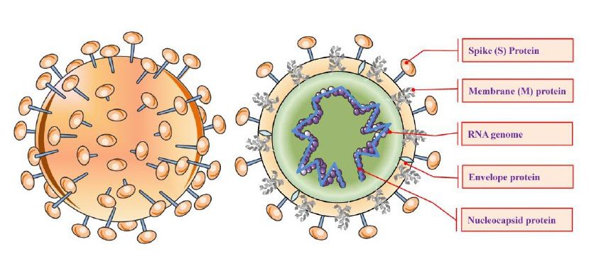 1a   Vue externe et structure du virus