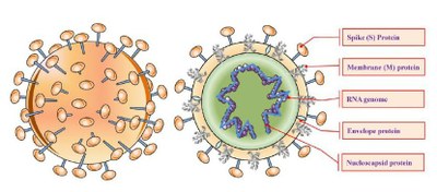 1a   Vue externe et structure du virus