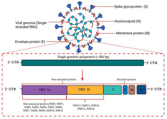 1b   Structure du génome du Sars Cov 2