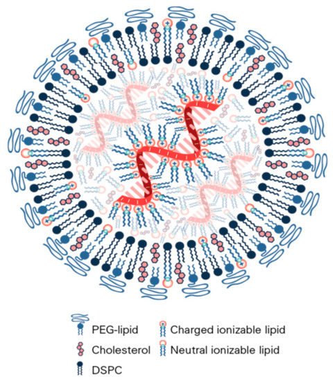 1d   Aspect et structure d’une nanoparticule d’un vaccin à ARN messager anti covid 19