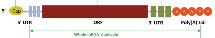 1e   Structure du « génome » d’une nanoparticule à ARN messager