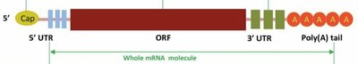 1e   Structure du « génome » d’une nanoparticule à ARN messager