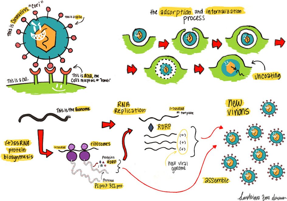 2a   Production de nouveaux virions au cours d’une infection naturelle