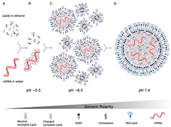 2b   production de nouvelles nano particules vaccinales