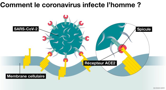 3a - Entrée du virus Sars-Cov-2  dans ses cellules cibles.jpg