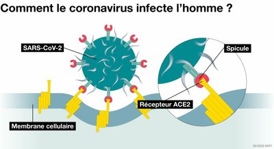 3a - Entrée du virus Sars-Cov-2  dans ses cellules cibles.jpg