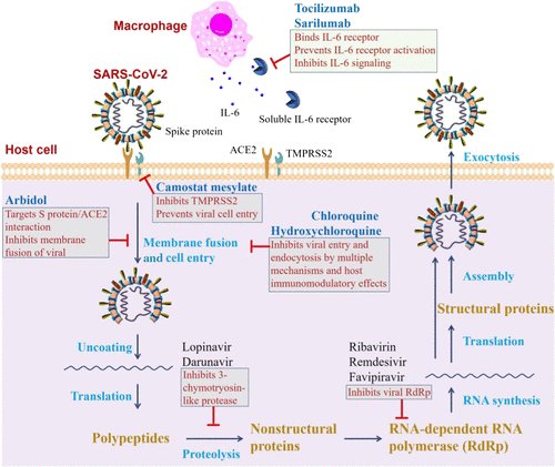 3b   Vue globale des évènements de l’action du virus dans les cellules qu’il infecte