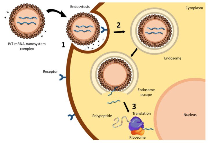 3c   Entrée d’une nanoparticule  anti Covid 19 dans une cellule humaine