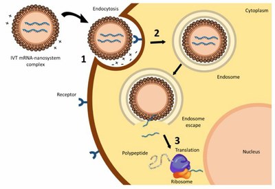 3c   Entrée d’une nanoparticule  anti Covid 19 dans une cellule humaine