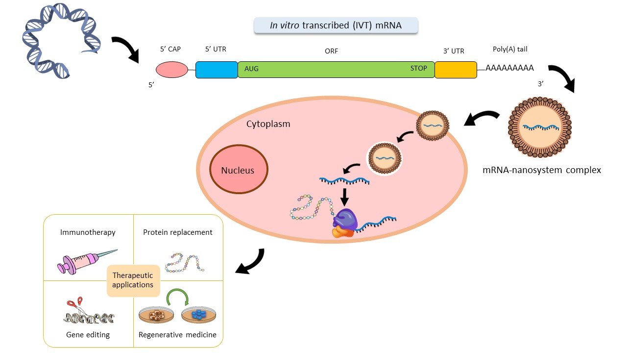 3d   De la production in vitro  d’ARNm anti covid à celle de protéine vaccinale par des cellules de l’organisme