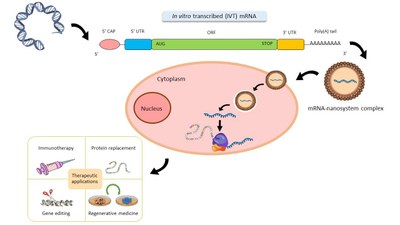 3d   De la production in vitro  d’ARNm anti covid à celle de protéine vaccinale par des cellules de l’organisme