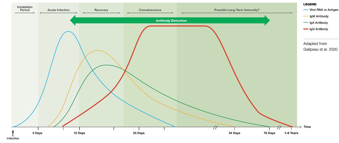 4b   Evolution du taux d’anticorps anti S suite à une infection par le Sars Cov 2