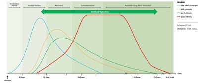4b   Evolution du taux d’anticorps anti S suite à une infection par le Sars Cov 2