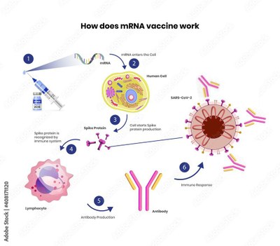 5a corrigée - Une représentation simplifiée de la thérapie à vaccin ARN messager contre le virus Sars-Cov-2.jpg