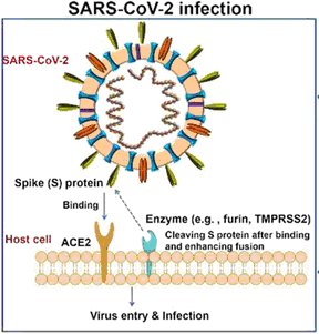SARS CoV 2 infection