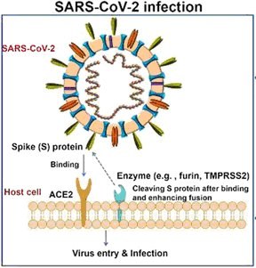 SARS CoV 2 infection