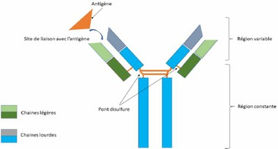 Schématisation de la structure d'un anticorps