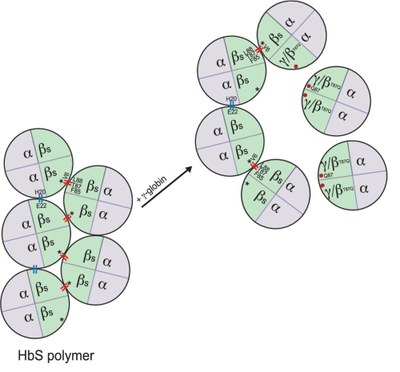 Explication de l’effet inhibiteur de le HbF sur la polymérisation de HbS..jpg