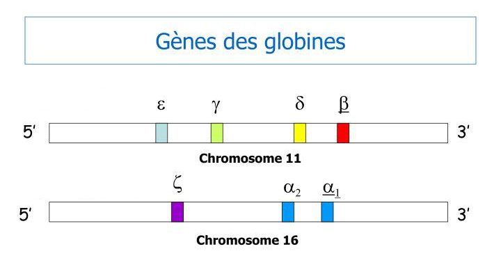 Localisation des gènes des globines.jpg