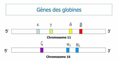 Localisation des gènes des globines.jpg