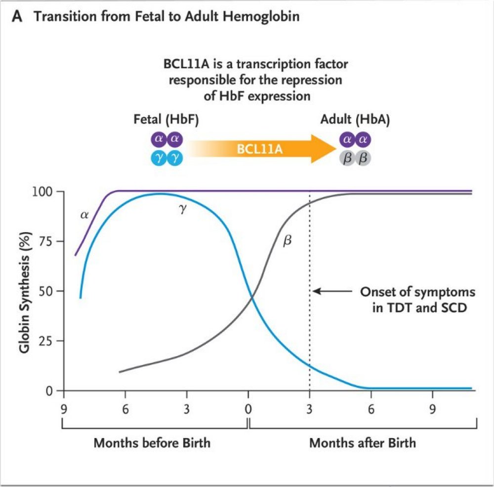 A   Transition from fetal to adult hemoglobin   Frangoul