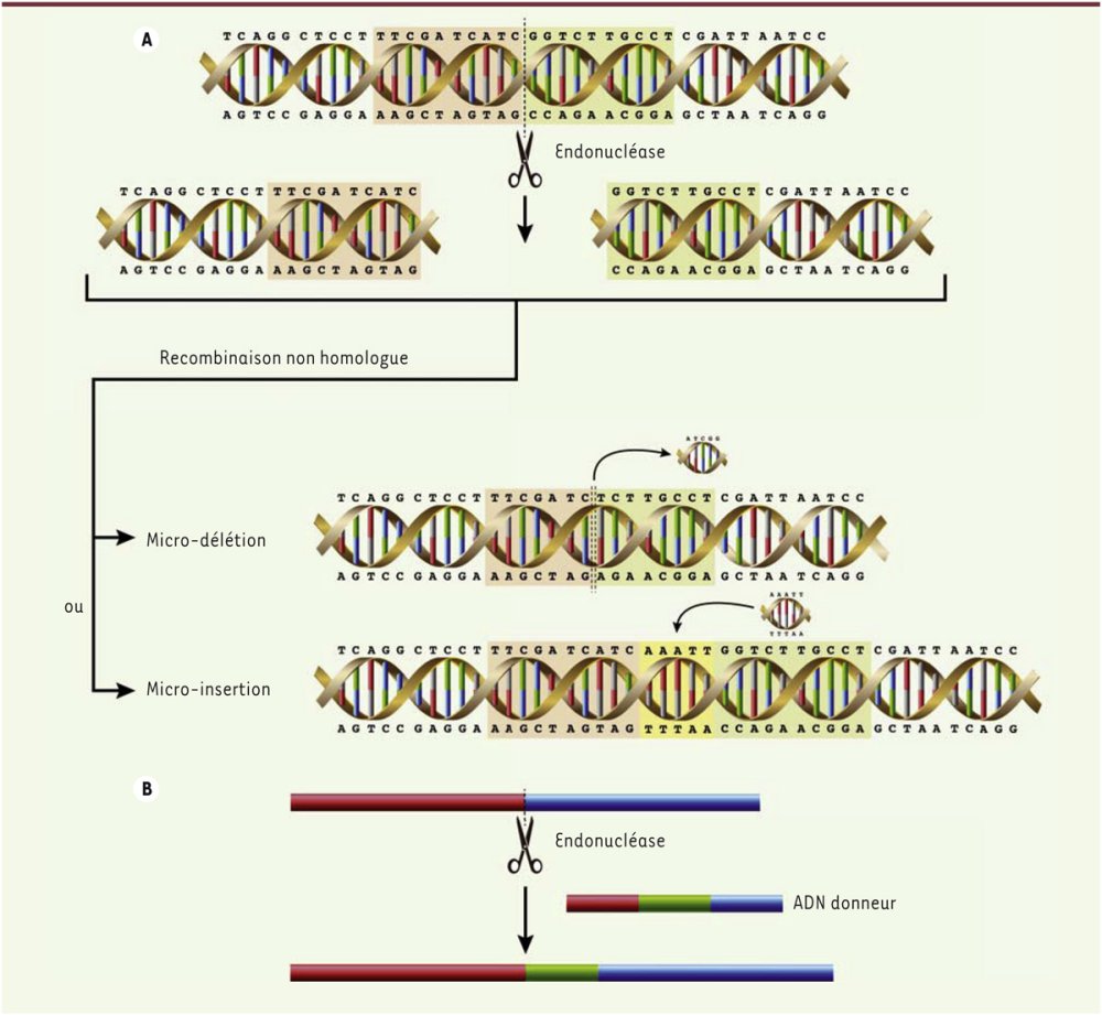 Coupure par Cas9