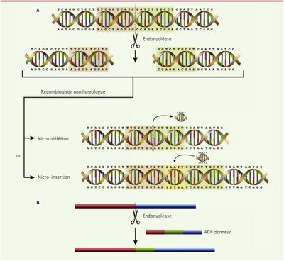 Coupure par Cas9