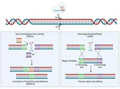 Deux systèmes de réparation