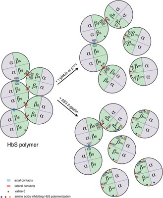 Evolution dans la thérapie par addition de la drépanocytose.