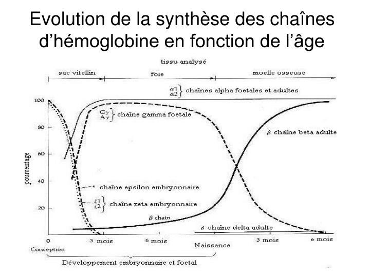 Evolution de la synthèse des chaînes d'hémoglobine