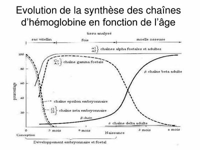 Evolution de la synthèse des chaînes d'hémoglobine
