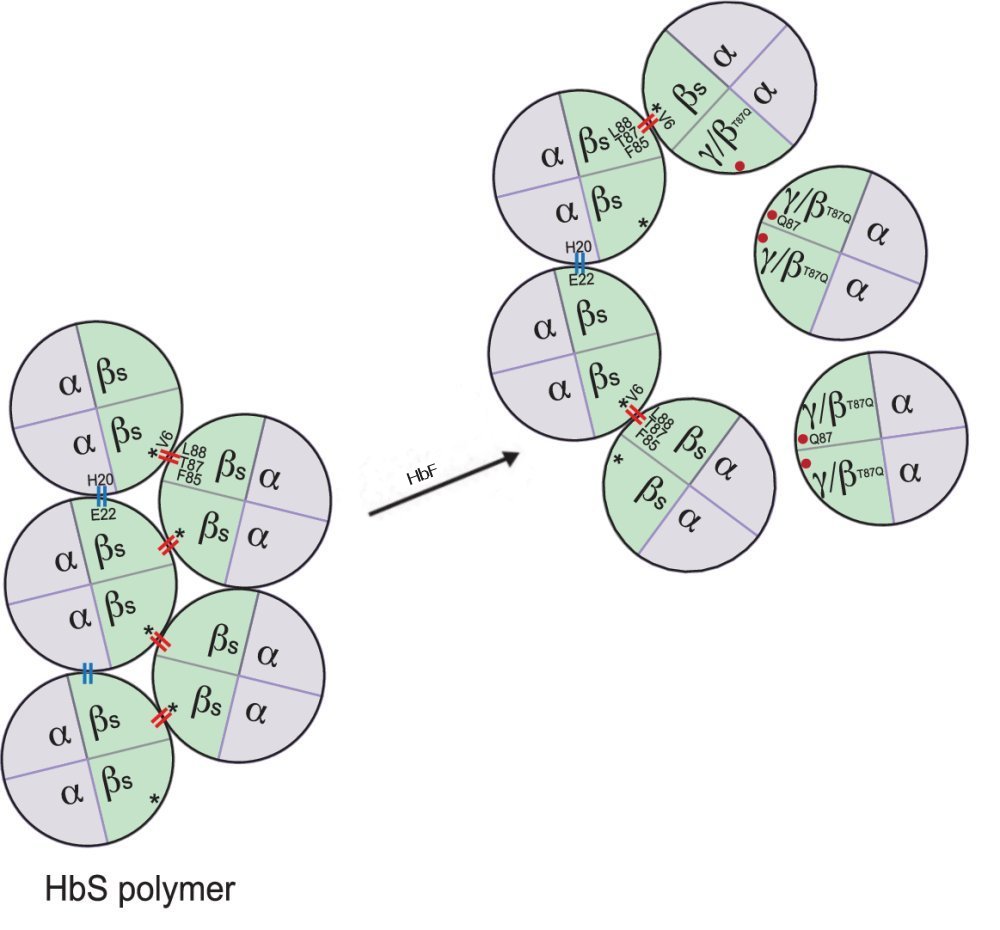 Explication de l’effet inhibiteur de le HbF sur la polymérisation de HbS bis.