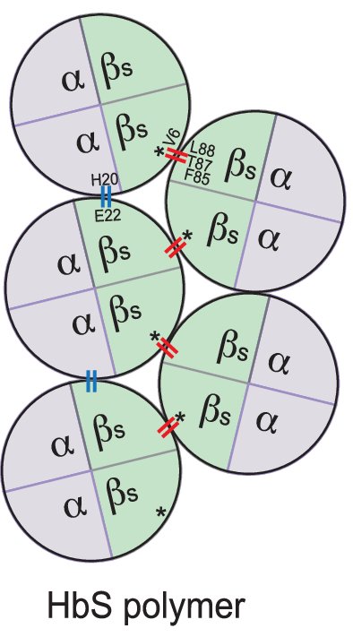 Explication de la polymérisation de HbS