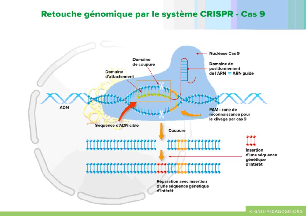 Retouche génomique par le système CRISPER Cas9