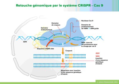 Retouche génomique par le système CRISPER Cas9