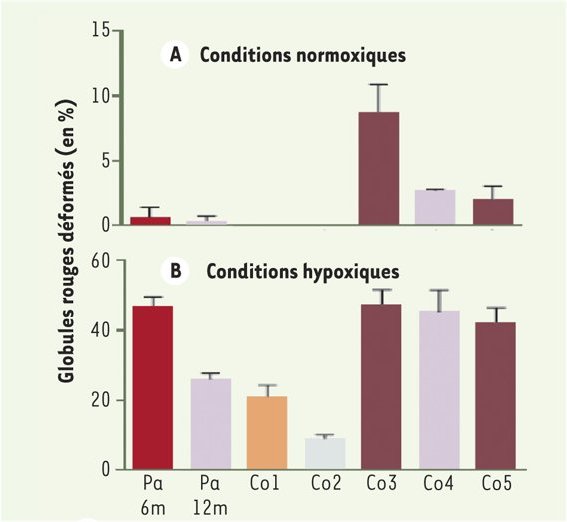 Taux de globules rouges falciformes bis