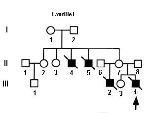 Noguchi-Famille1.jpg