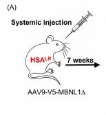 Arandal Image 7 A.jpg