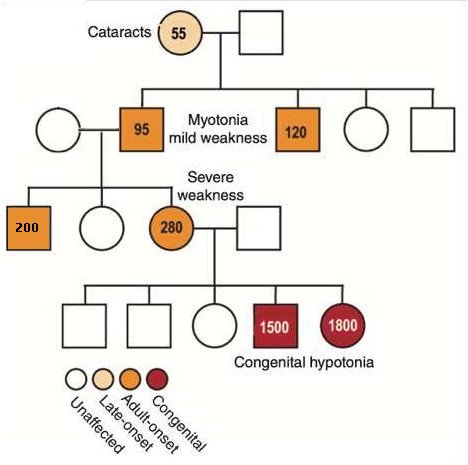 Arbre généalogique Mérien-Modifié.jpg
