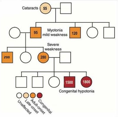 Arbre généalogique Mérien-Modifié.jpg