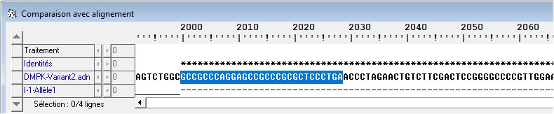 Début d'un allèle.jpg
