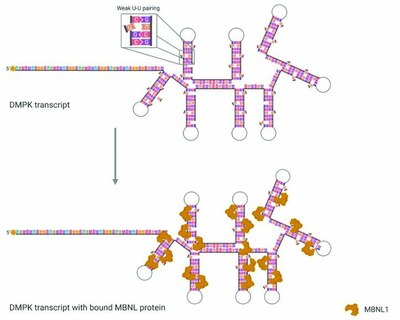 Document 3 - Rôle des protéines.jpg