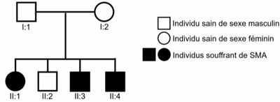 Arbre famille sujet bac 2022
