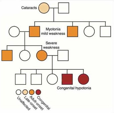 Arbre généalogique Mérien Qter