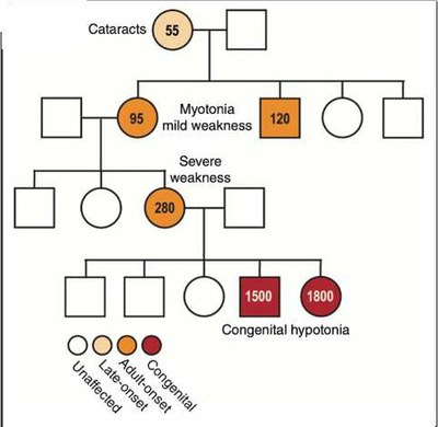 Arbre généalogique Mérien